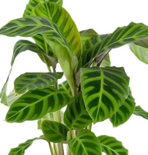 Kunstplant, Bananenplant, 250 cm hoog | Kaak Event Rent