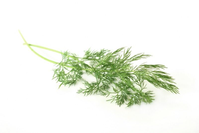 Fresh Dill, Pack of 3, 1 lb Bags - Intense Lemon-Scented Herb for Seafood, Soups, and Salads