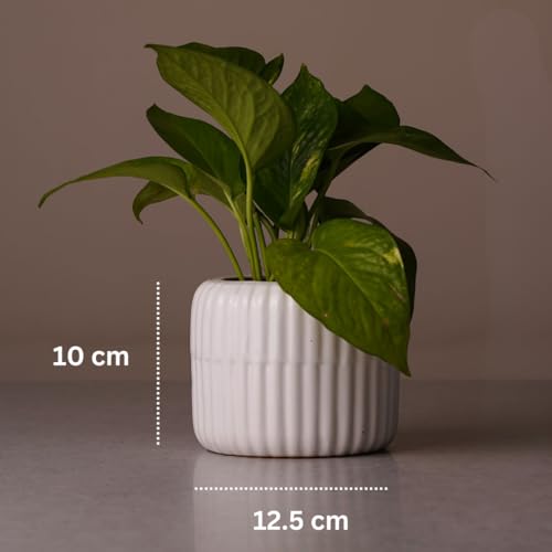 Image of Plant Pots for Indoor Plants, Succulents | Fluted Ceramic Planters for Living Room, Home & Office Decor (Set of 2, Off-White)