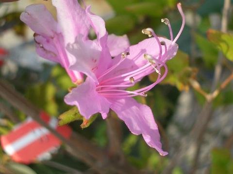 Amazon | 赤花ミツバツツジ根巻き大苗 庭木 低木 | 植木