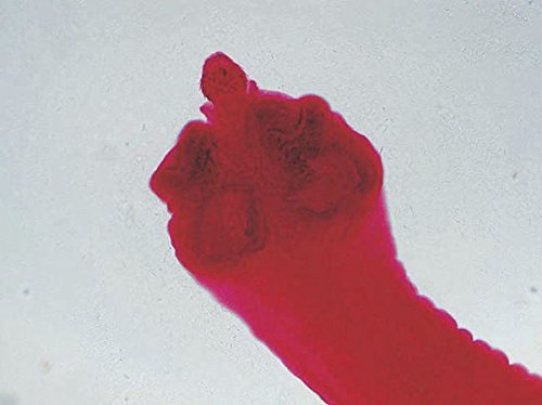 Edu-Lab BBS-211 deslizador de historias humanas, 25 piezas