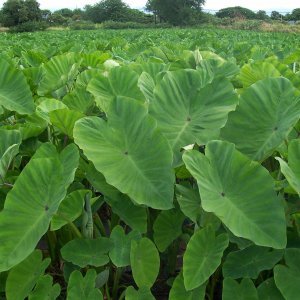 2 Colassal-Sized Elephant Ears Bulbs