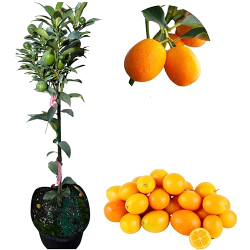 Meiwa Kumquat Tree Live for Planting, Citrus Kumquat Tree for Garden 2 to 3 Feet in 5 Gallon Pot - No Ship CA
