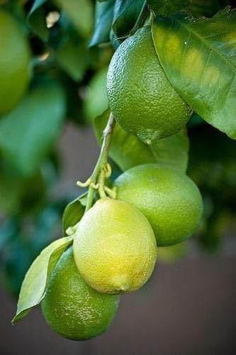 Image of GreenWorld Special All Time Big Size Kolkata Pati Lemon /Nimboo (GRAFTED /Guti Kolom) Live Plant,Healthy & Air Layered Plant,''Fruit After 3 to 6 Month''