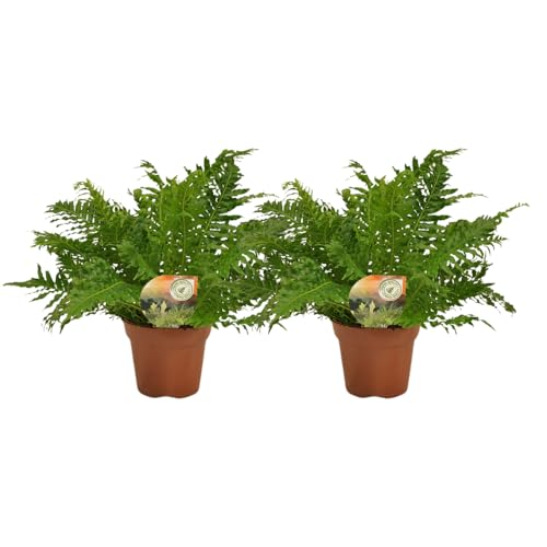 Blechnum Silver Lady - Felce argentata | 2 pezzi - 40-50cm - Ø17cm - Pianta d'appartamento - Sempreverde - Multideal