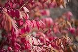 Euonymus alatus 30-40 cm – Winterhart, Mehrjährig, Pflegeleicht – Flügel-Spindelstrauch – Heckenpflanze für Garten & Sichtschutz
