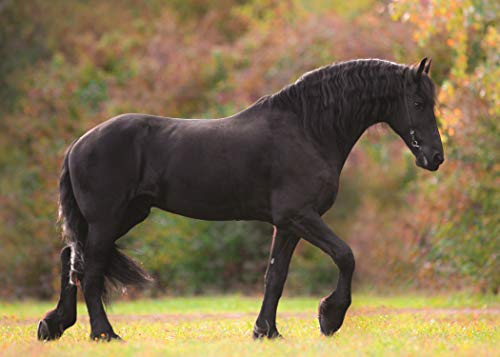 Know Your Horses (Old Pond Books) 44 Breeds from Andalusian to Welsh, with Essential Facts on History, Origin, Physical Characteristics, Natural Habitats, and More, plus Full-Page Photos of Each Breed - Image 3