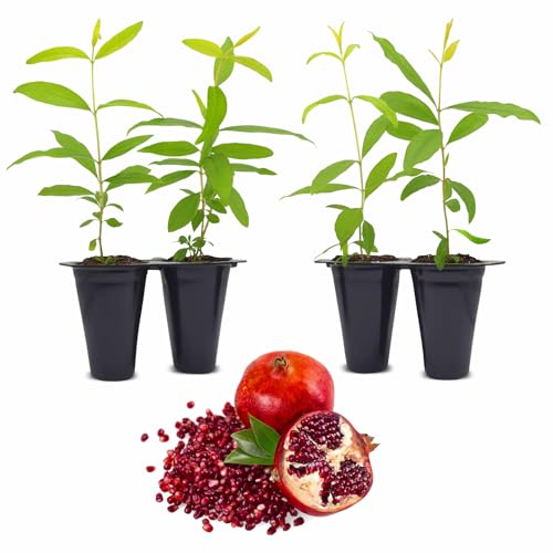 Pomegranate Wonderful Live for Sale (4 Pack) | Easy to Grow Plants | Edible Fruit Plant for...