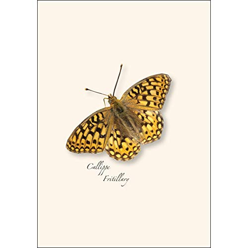 Image of Earth Sky + Water - Western Butterfly Assortment I Notecard Set - 8 Blank Cards with Envelopes (2 each of 4 styles)