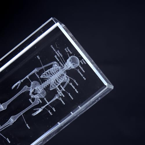 Image of 3D Human Skeleton Crystal Model Skeletal Anatomical Model for Home and Office Decoration, Unique Gift for Doctors and Students