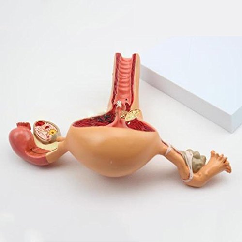 Life Size Medical Women 's Internal Reproductive Anatomy Model Uterine