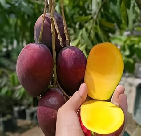 Image of Delicious Testy Grafted Plant Irwin Mango Fruit Tree || For Home Garden fruit tree plant outdoor indoor plant