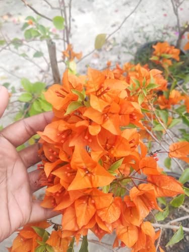 Image of Rare Bougainvillea Live Flower Plant || Healthy Live Plant with Grow Bag & Secure Packing || Beautiful Flower Garden Decoration (orange)