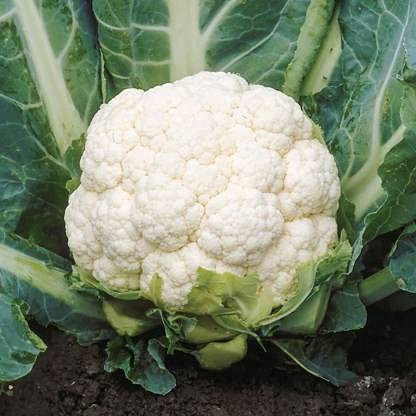 Vegetable Seeds | Gobhi/Cauliflower F1 Hybrid Seeds | Vegetable seeds For Kitchen Gardening (Pack of 50 to 100 seeds), (BBL0934)-picture-28