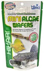 Tips for Feeding Hikari Algae Wafers to Your Bottom-Feeding Fish