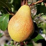 M&uuml;llers Gr&uuml;ner Garten Shop Gute Luise Herbstbirne Birnenbaum als Buschbaum 110-140 cm 9,5 Liter Topf Unterlage Quitte A