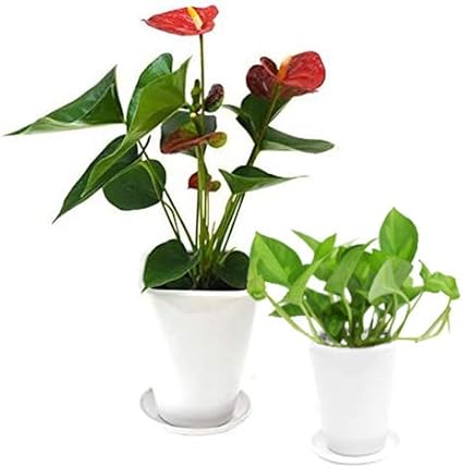 日本産 観葉植物 アンスリウム レッド ピンク 2鉢セット 5号樹脂鉢 ホワイト 受け皿付き 育て方説明書付き Anthurium Andraeanum アンスリュ セール30 Off Carlavista Com