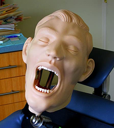 Dental PERIODONTAL Hygiene Manikin Simulator Training Model