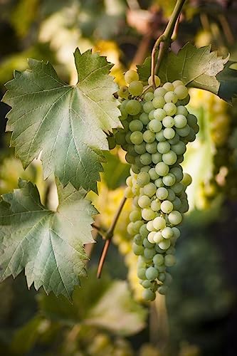 Image of GreenWorld Special Sweet Green Grape Plant (PACK OF 1) Healthy /Angoor Live Plant.