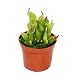 Fleischfressende Pflanzen von Exotenherz – Sumpfkrug Heliamphora im 9 cm Topf
