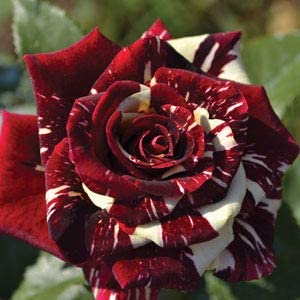 GreenCaart Live Abracadabra Rose Healthy Hybrid (Grafted) Live plant With Flower Pack of 1 (B0BR1D75T1) Amazon Price History, Amazon Price Tracker