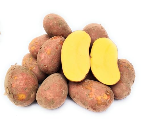 Laura Kartoffeln, rote Schale, vorwiegend festkochend, aus Ernte 2025, von Kehrbachs Hof aus Norddeutschland (2,5 Kg) Laura Kartoffeln, rote Schale, vorwiegend festkochend, aus Ernte 2025, von Kehrbachs Hof aus Norddeutschland (2,5 Kg)