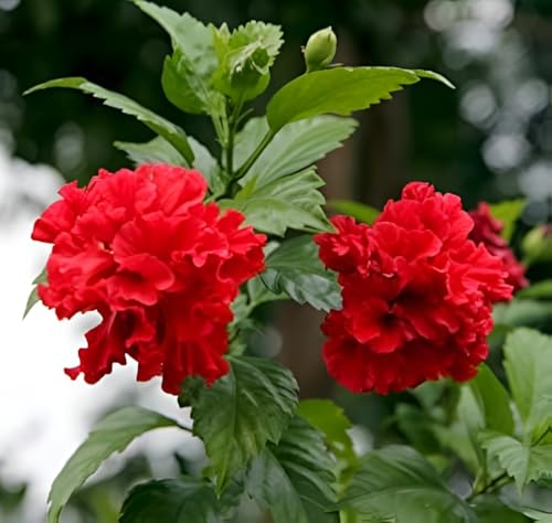 Image of Double Petal Panch Mukhi Red Hibiscus Flower Live Plant | Beautiful Indian Pooja Plant | Healthy Hibiscus Tree for Indoor Outdoor Home Gardening | Natural & Organic | (Without Pot)