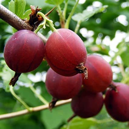 Rare Red Amla (GRAFTED) Plant,Gooseberry Plant, Amloki Plant "Thailand variety" (Fruit After 1 Year) (B0C3XV9Z4F) Amazon Price History, Amazon Price Tracker