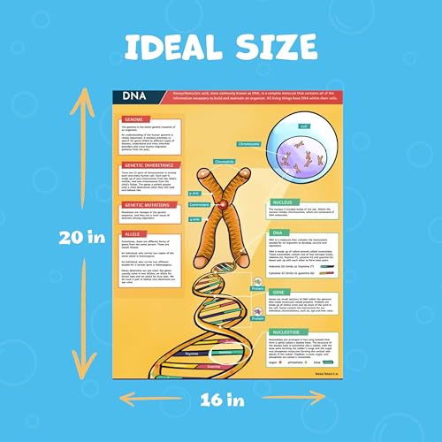 Image of Hubble Bubble Kids Science Posters for Classroom Decoration - 4 Biology Posters include DNA Poster, Photosynthesis, Plant Cell and Animal Cell. Each Poster is 16x20 inches.