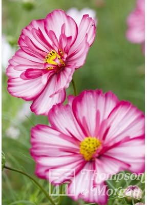 Amazon ピコティ入りの印象的な花 春まき 花タネ コスモス スイートシックスティーン T M社の種 Diy 工具 ガーデン