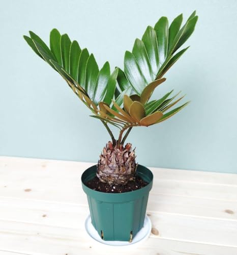 レア多頭植物 希少ザミア プミラ おしゃれインテリア レア多頭植物 希少ザミア プミラ おしゃれインテリア