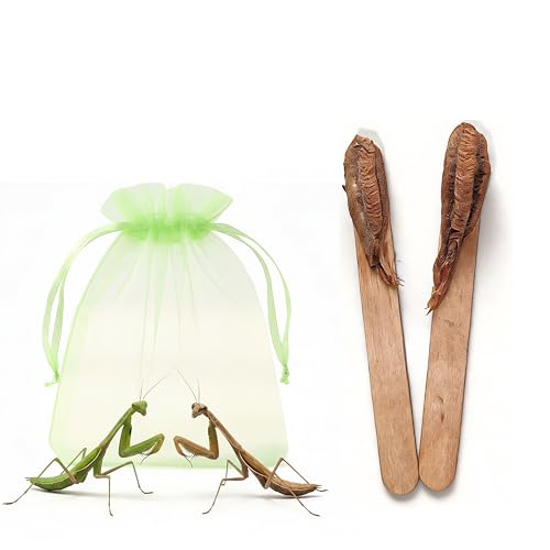 Carolina Praying Mantis Egg Case on a Wooden Stick Attached with Outdoor Hatching Bag(Two Carolina Praying Mantis Eggs) Includes 50-200 Nymphs | Perfect for STEM Education Eco-Friendly Garden
