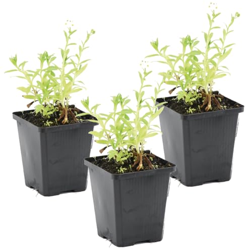 Bloomique - 3er Set - Myosotis Palustris - Sumpfvergissmeinnicht -...