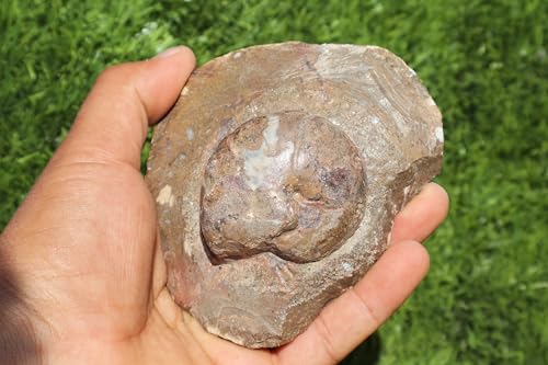 Image of Ammonite Goniatite Fossil Devonien Ammonite from Morocco Fossil Rock ammonites Fossil A150
