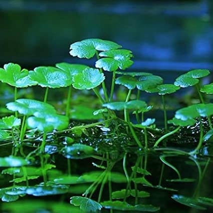 See full amazon price history chart for Ashokavanam Pennywort Plant (Hydrocotyle vulgaris) Ashokavanam Pennywort Plant (Hydrocotyle vulgaris) (B0BGT3RXK6) Amazon Price History, Amazon Price Tracker