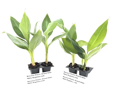 Banana Plants Grand Nain Includes Four (4) Plants