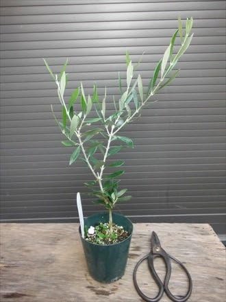 Amazon オリーブ苗木 アルベキナ アーベキーナ 全長 30cm前後 植木