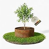 novaterra® Pflanzenring 40cm - effektive Umrandung für Beetpflanzen & Junge Bäume | robuste Pflanzenhilfe mit schöner Optik | ideal für gesundes Wachstum im Garten