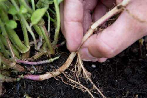 Risala Organic Garden Mint Herb Healthy Root Cutting for Planting Plant Your Own