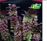 ユーコミスチョコレートパイン1球パイナップルみたいな可愛い花でトロピカルな雰囲気