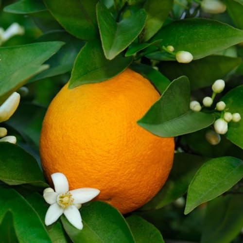 Premium Sweet Orange Tree - Fragrant Evergreen Foliage, Year-Round Fruit Harvest, Self-Fertile - Ideal for Patio or Conservatory Gardening - 1x 5 Litre Potted Plant by Thompson & Morgan