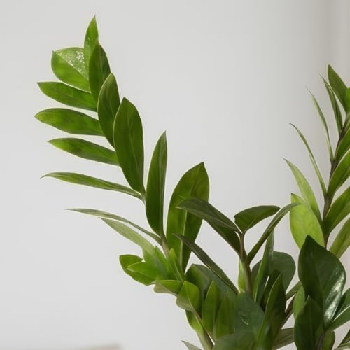 Image of Zamia Green ZZ Plant Zamioculcas Zamiifolia Indoor Live Plant Air-Purifying Decor for Office and Home in a 4-Inch Self-Watering Matte Green Pot