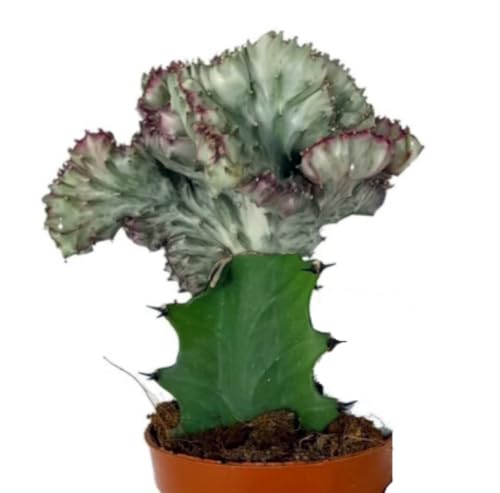 Planta natural Euphorbia Lactea Cristata, 20-25 cm. Cactus. Suculenta con tallos ondulados. Segura Garden.