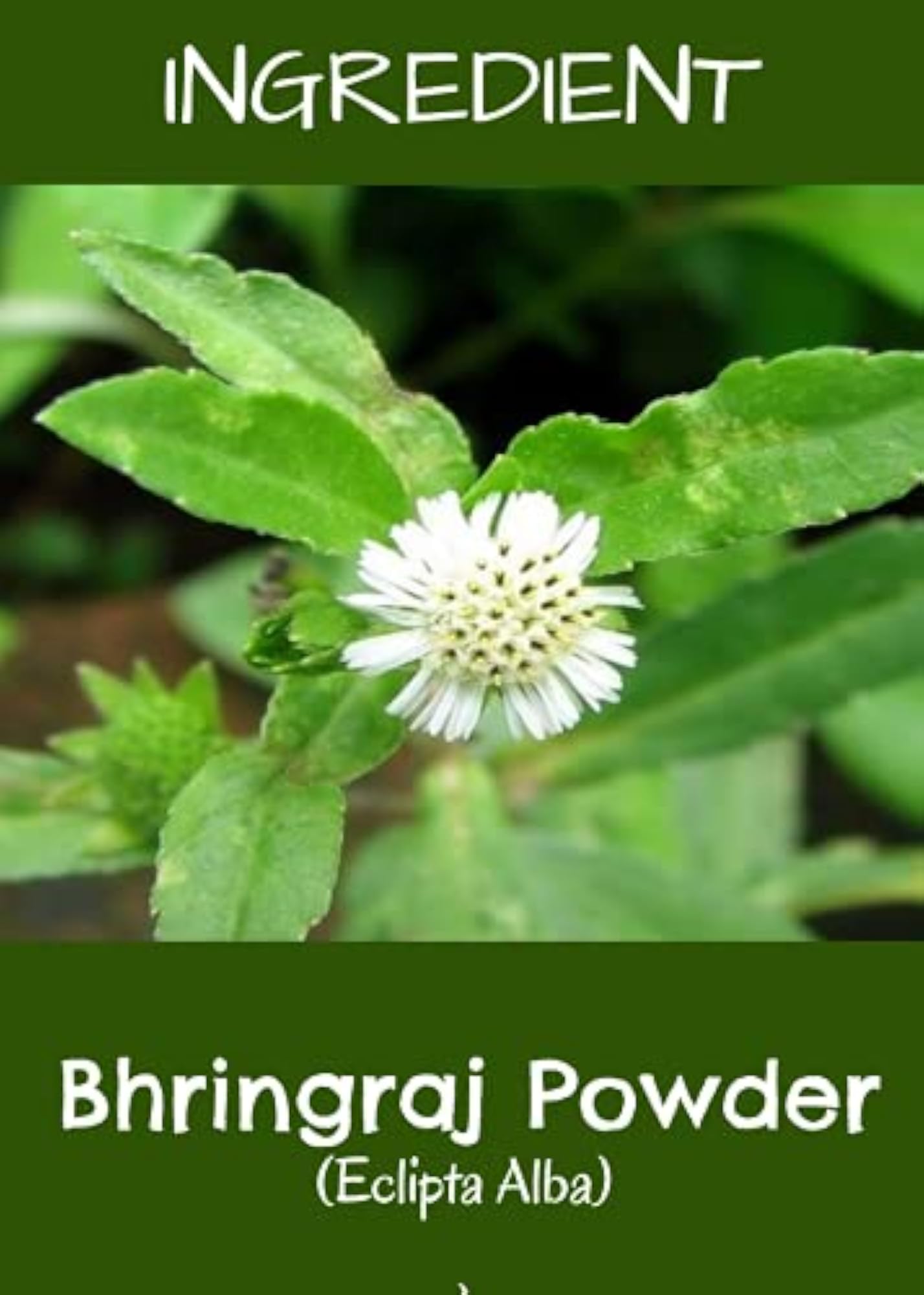 Bhringraj Powder Organic for Hair, Set of 2