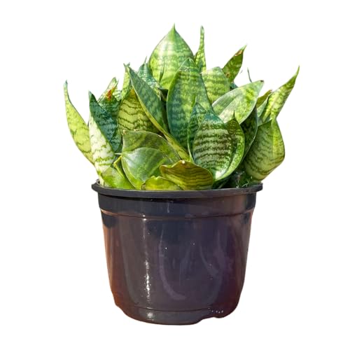 Muda de Espada de São Jorge Mini 15cm - Para Vasos e Jardins - En...