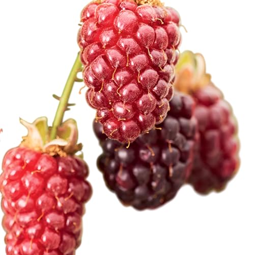 TayBerry Fruit Plant, Raspberry BlackBerry Hybrid Berry Bush (1 Gallon/Potted/Set of 2 Plants)