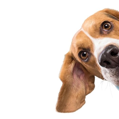 Autocollant voiture Beagle étiquette vinyle imperméable