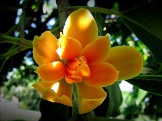 Creative Farmer Flowering Fragnant Tree Champa - Sachochampo Garden Outdoor 10 Seeds Kitchen Garden Seeds Pack (B078R64Z8L) Amazon Price History, Amazon Price Tracker