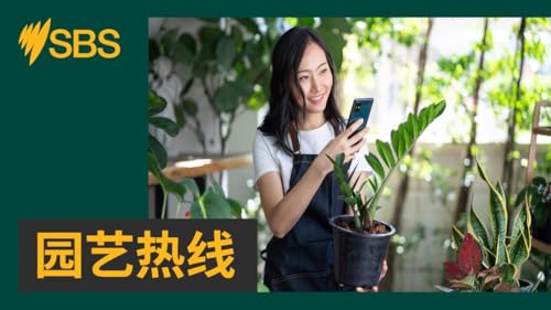 【园艺热线】茄子高产的秘密（十）：开花结果期的管理 cover art