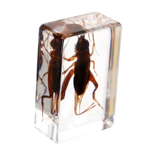 PRETYZOOM Unique Resin Cricket Specimen Exquisite Decorative Insect for Science Education